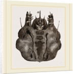 Labium of Caterpillar Goat-Moth by Anonymous