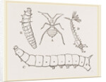 Larvae of Insects by Anonymous