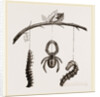 Spider and Caterpillars of Emperor-Moth by Anonymous