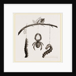 Spider and Caterpillars of Emperor-Moth by Anonymous