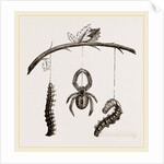 Spider and Caterpillars of Emperor-Moth by Anonymous