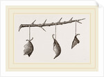 Pendulous Leaf-Nests by Anonymous