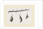 Pendulous Leaf-Nests by Anonymous