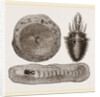 Larva of Ant-lion and Pit by Anonymous