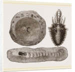 Larva of Ant-lion and Pit by Anonymous