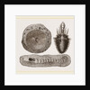 Larva of Ant-lion and Pit by Anonymous