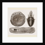 Larva of Ant-lion and Pit by Anonymous