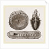 Larva of Ant-lion and Pit by Anonymous