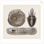 Larva of Ant-lion and Pit by Anonymous