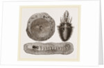 Larva of Ant-lion and Pit by Anonymous