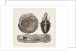 Larva of Ant-lion and Pit by Anonymous