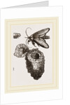 Earth-mason Moth and Nests by Anonymous