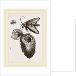 Earth-mason Moth and Nests by Anonymous