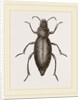 Churchyard-Beetle and Grub by Anonymous