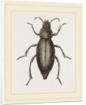 Churchyard-Beetle and Grub by Anonymous