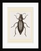 Churchyard-Beetle and Grub by Anonymous