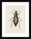 Churchyard-Beetle and Grub by Anonymous