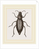 Churchyard-Beetle and Grub by Anonymous