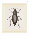 Churchyard-Beetle and Grub by Anonymous