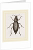 Churchyard-Beetle and Grub by Anonymous