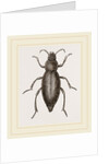 Churchyard-Beetle and Grub by Anonymous