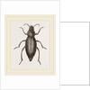 Churchyard-Beetle and Grub by Anonymous
