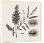 Willow-branch with Downy Catkins by Anonymous