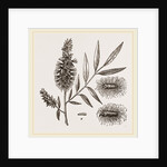 Willow-branch with Downy Catkins by Anonymous