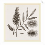 Willow-branch with Downy Catkins by Anonymous