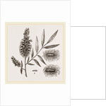 Willow-branch with Downy Catkins by Anonymous