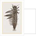 Water-grub of Ephemera dissected by Anonymous