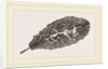 Leaf of Prinlrose mined by Anonymous