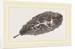 Leaf of Prinlrose mined by Anonymous