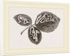 Leaves of Bramble mined by Anonymous