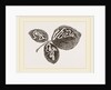 Leaves of Bramble mined by Anonymous
