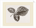 Leaves of Bramble mined by Anonymous