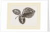 Leaves of Bramble mined by Anonymous
