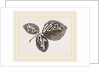 Leaves of Bramble mined by Anonymous