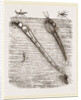 Larva of Corethra plumicornis by Anonymous