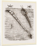 Larva of Corethra plumicornis by Anonymous
