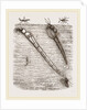 Larva of Corethra plumicornis by Anonymous