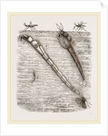 Larva of Corethra plumicornis by Anonymous
