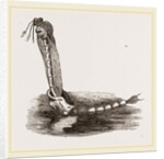 Gnat escaping from Pupa by Anonymous