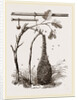 Swarm of Bees and Apparatus for weighing by Anonymous