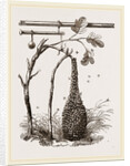 Swarm of Bees and Apparatus for weighing by Anonymous
