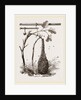 Swarm of Bees and Apparatus for weighing by Anonymous
