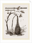 Swarm of Bees and Apparatus for weighing by Anonymous