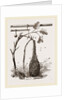 Swarm of Bees and Apparatus for weighing by Anonymous