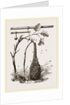 Swarm of Bees and Apparatus for weighing by Anonymous