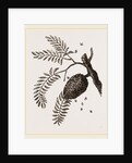 Swarm of Bees on Laburnum branch by Anonymous